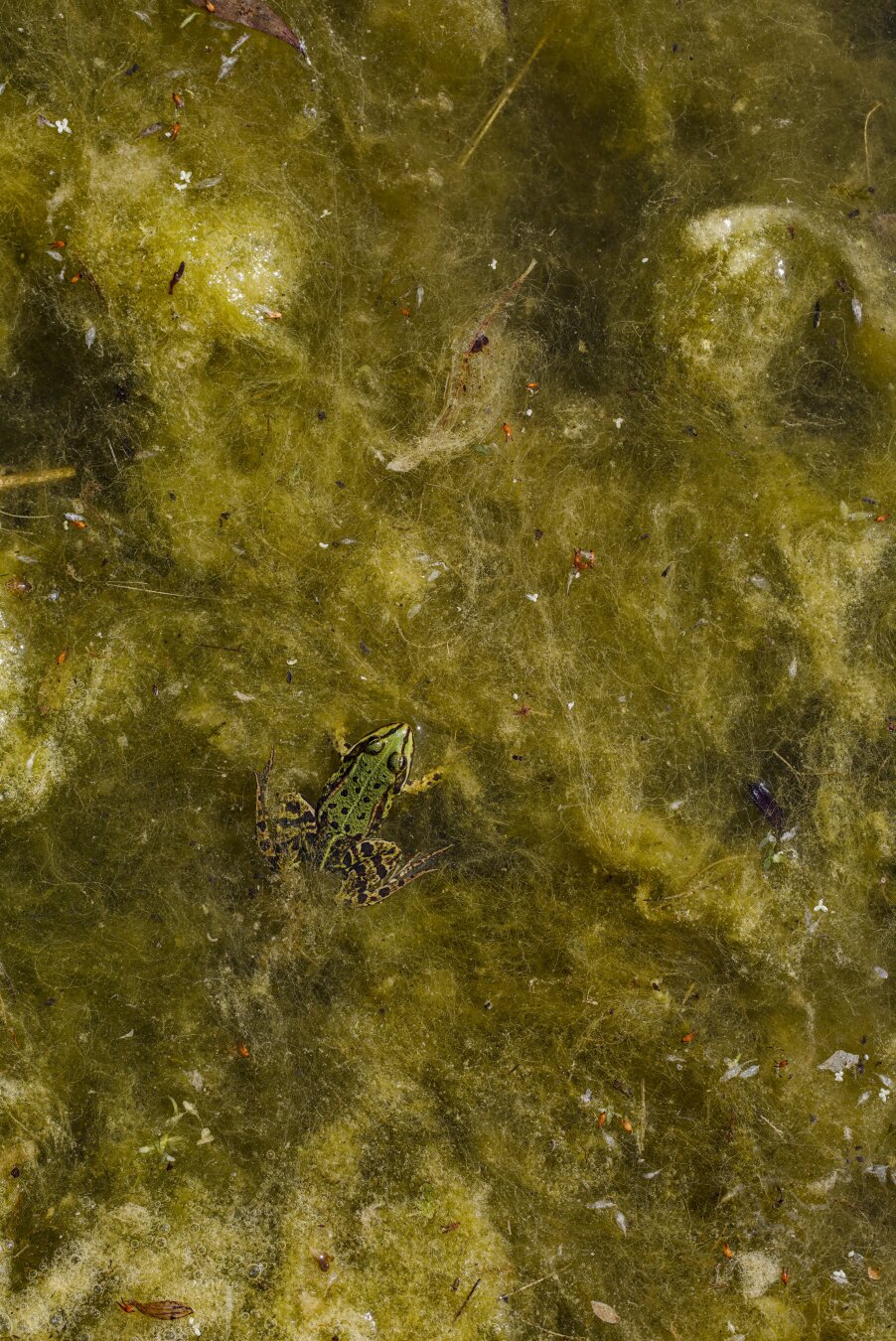 A green frog between lots of algae, photo taken from above.