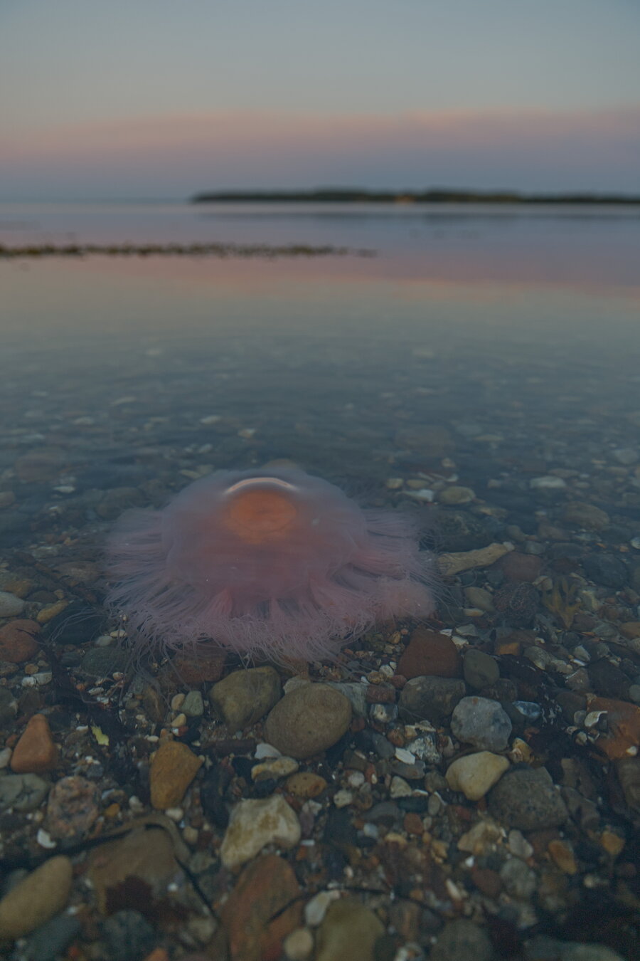 A large red jellyfish in shallow water. The ground is mainly rocks in different sizes. It's a wide angle photo and a shoreline is visible out of focus in the background. The sky is purple and red because of the sunset.