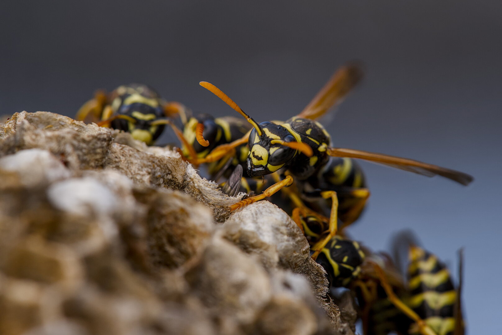 Some paper wasps on their nest. It's a macro photo on great detail. The wasps have long orange antennas and orange legs and wings too. One is facing the camera and a few others are working behind it.