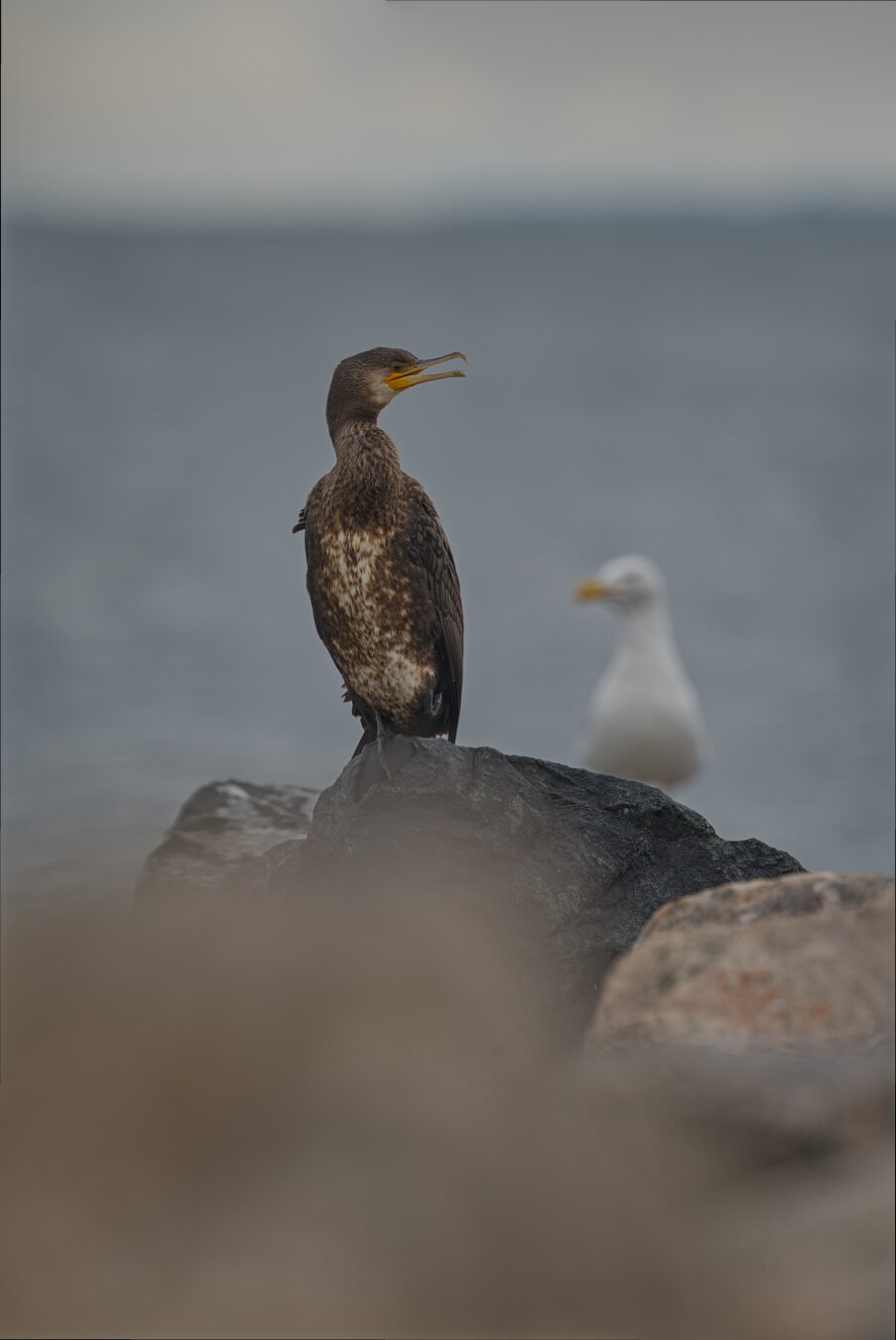 A cormorant perched on a boulder. It's looking to the side. A seagull is out of focus behind it and the sea can be seen in the background.