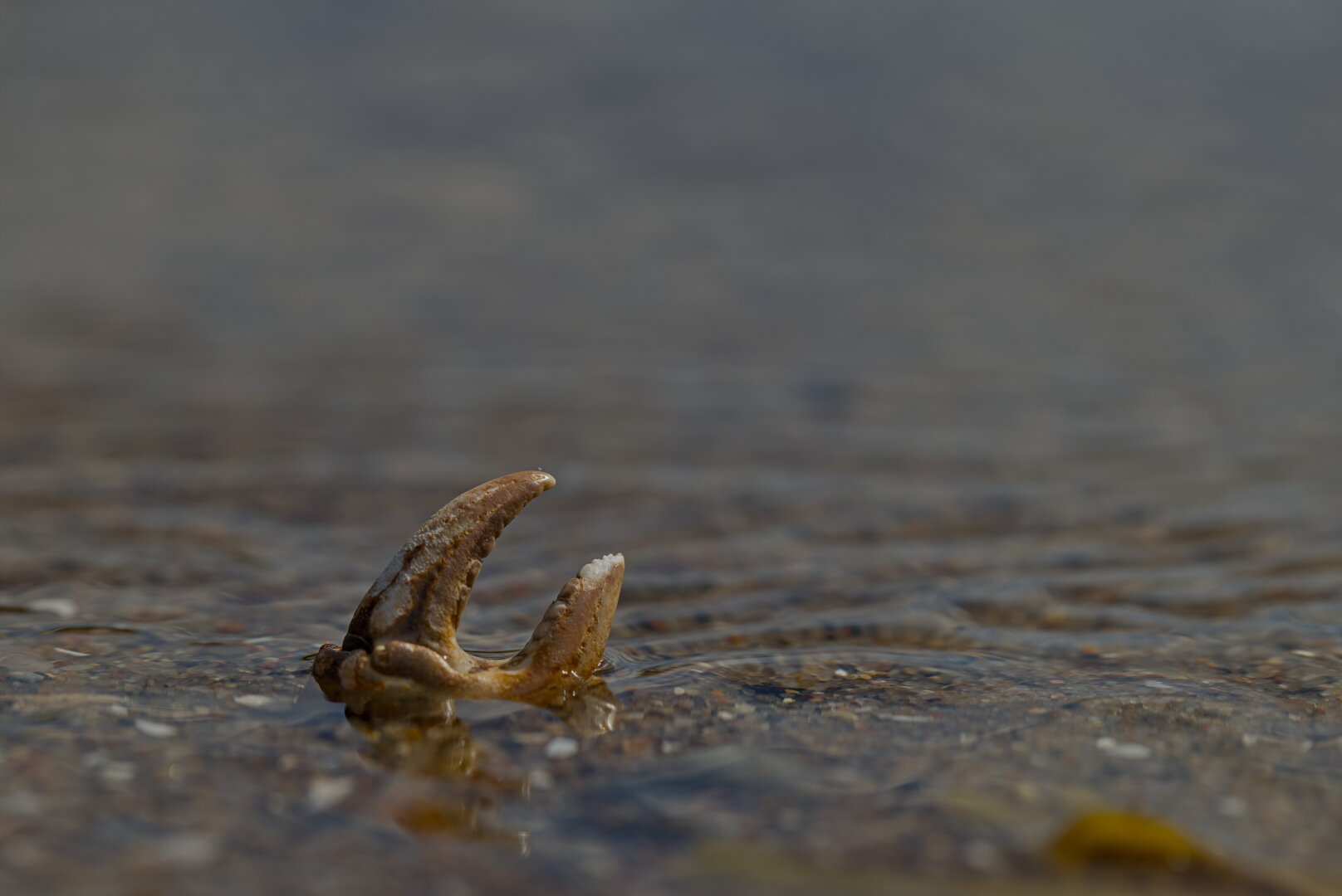 Macro photo of a crab claw at the beach. The claw sticks upwards and the lower part is covered in water from incoming waves.