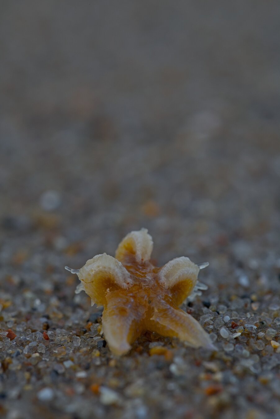 A tiny starfish with slightly orange colour lying on wet sand. Three of its arms are rolled up and onwards towards its center, a few of its many suction tentacles are stretched out, trying to find something to cling to.