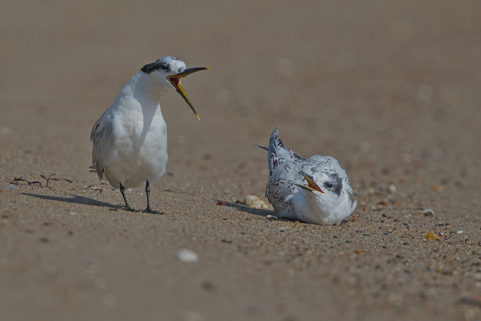Two Sandwich terns on the beach. On the left is an adult bird standing with its neck stretched out and its beak wide open, as if it was screaming. On the right a young body sits on the sand and looks at the other bird with its beak opened slightly, as it was constantly chirping at the parent.