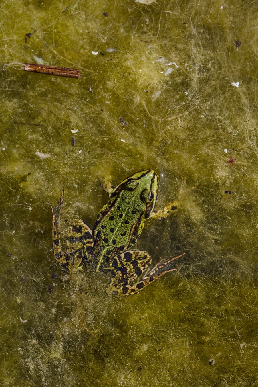 The same green frog photographed from above, but a lot closer to the camera.