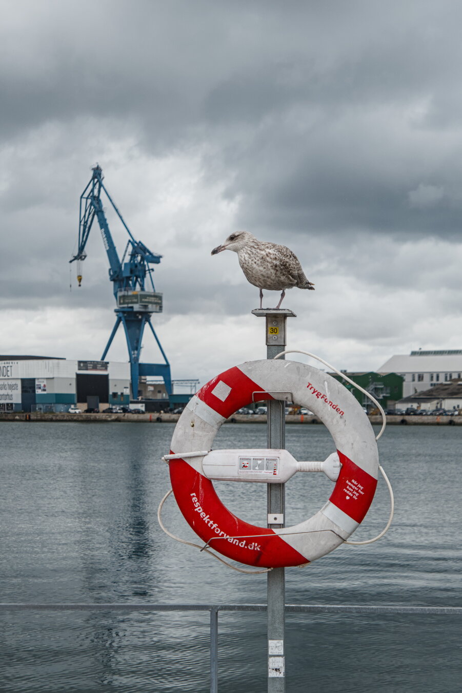 A seagull sits on a post from which a lifebuoy hangs. Behind it, a harbor basin can be seen. On the opposite bank stand a large harbor crane and several buildings.