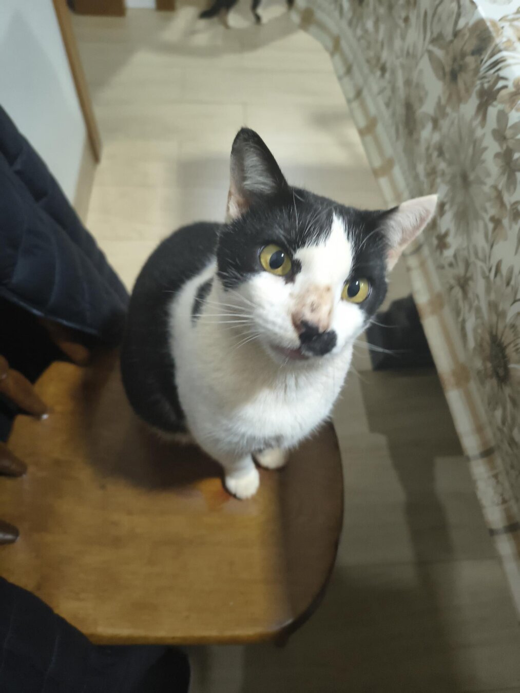 A black and white tuxedo cat with a distinctive black spot on a side of his nose sits on a wooden chair and curiously looks directly at the camera.