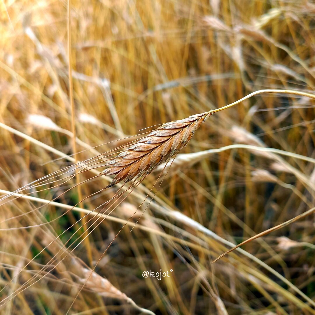 Einkorn is a short variety of wild wheat and is one of the earliest cultivated forms of wheat. It contains gluten and has a higher percentage of protein than modern red wheats.