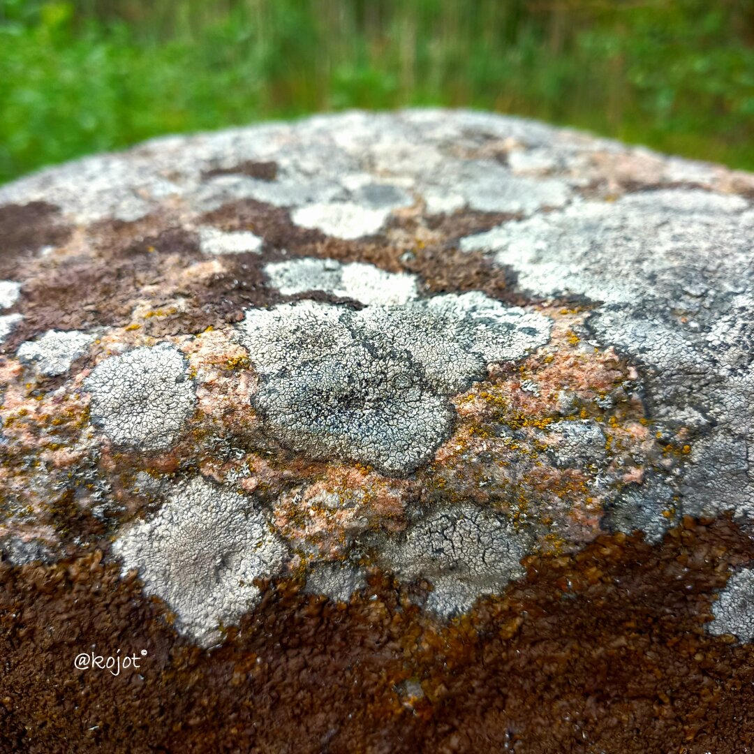 A stone covered with colorful lichens in various shades of yellow, soft green, rusty orange, and cool gray.