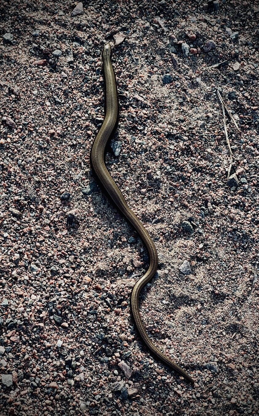 Eastern slow worm laying on a dirt path. It is brass colored and has a metallic sheen to it.