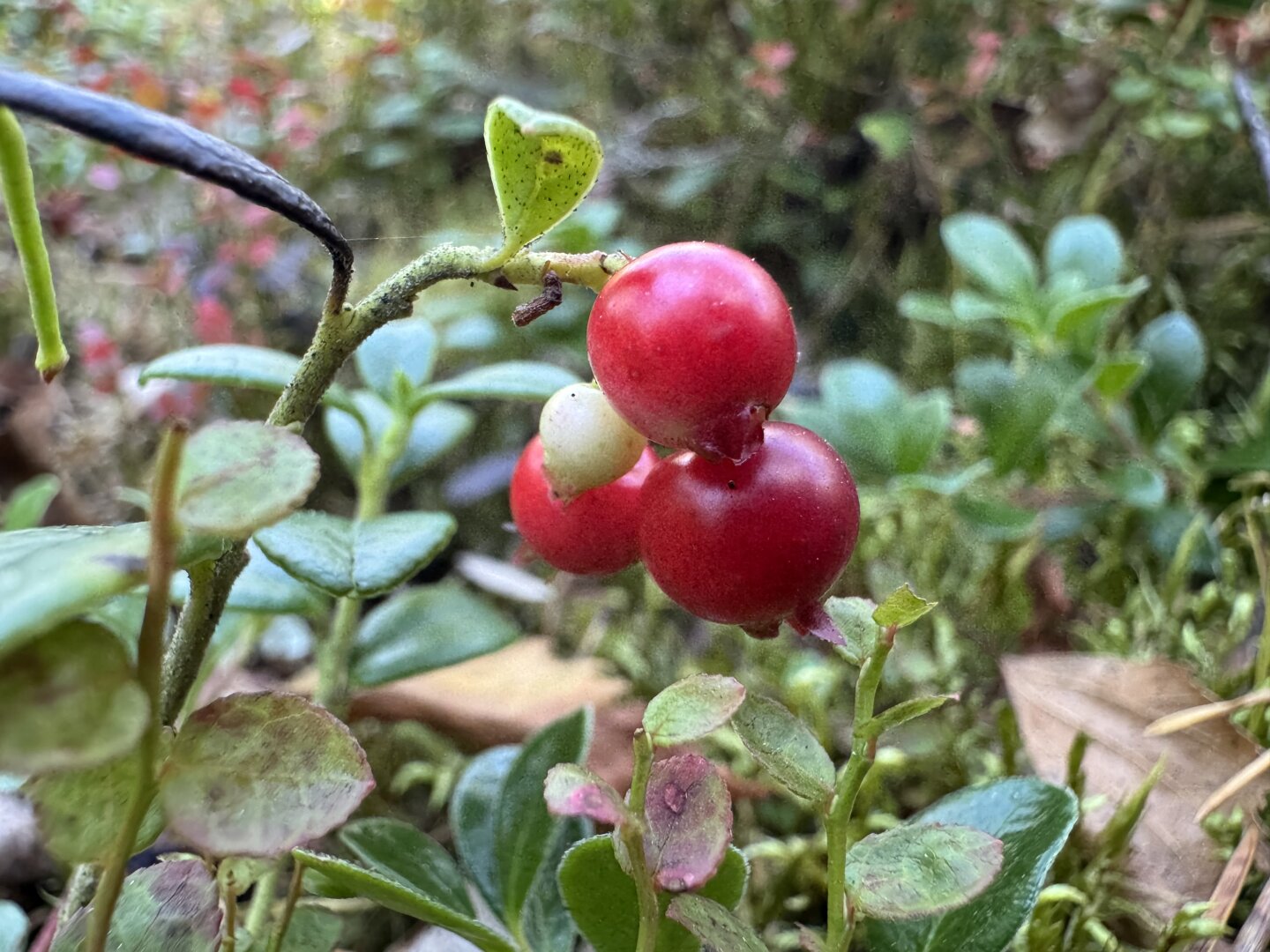 Four lingonberries, one is still white as snow and raw, three are looking nice, red and plump but they’re still not quite ripe enough yet.