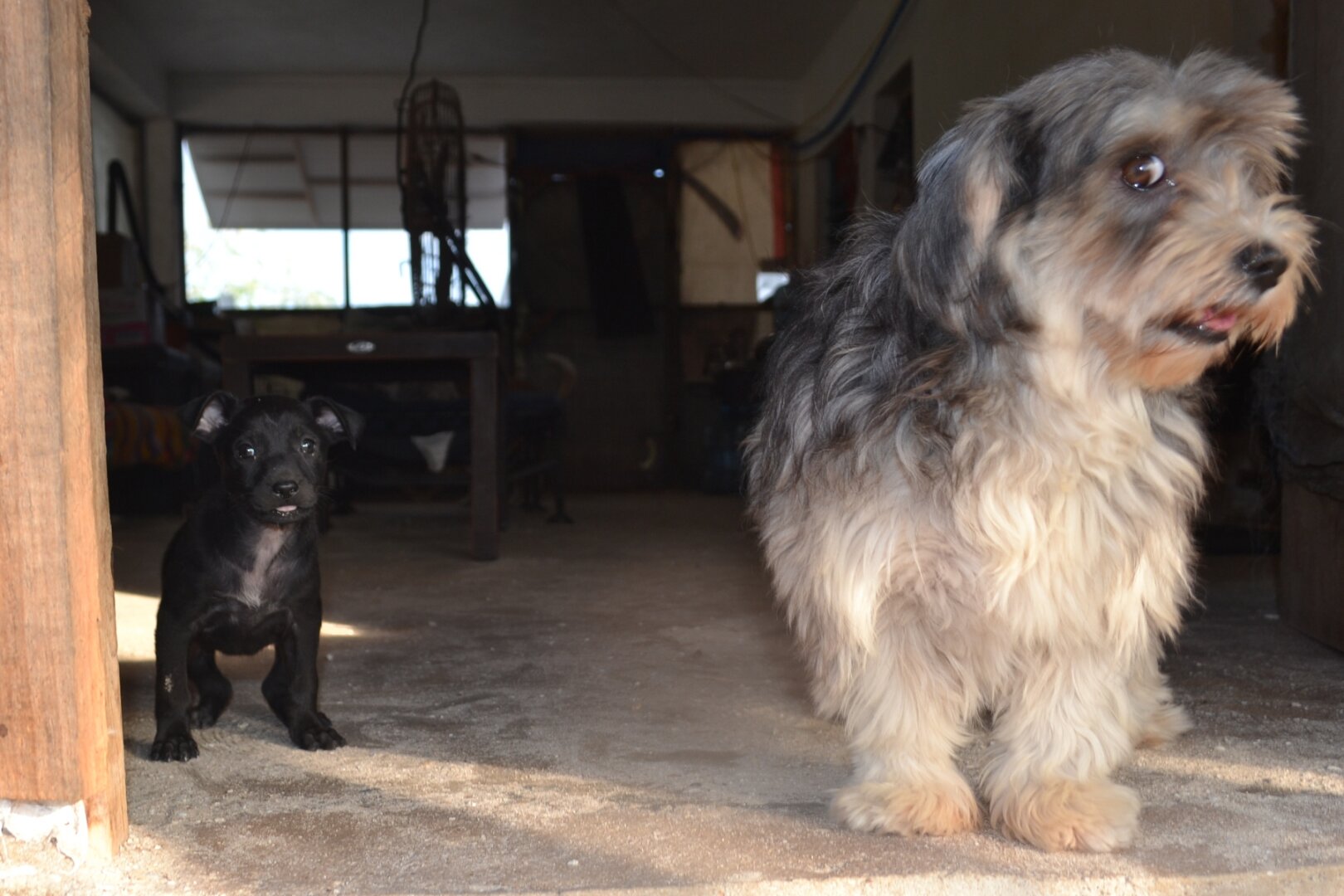 Close-in shot of two dogs, one small black puppy and one slightly larger, very shaggy adult. Both are throwing maximum cuteness at the photographer, who is holding the camera at their level. The shot is taken from outside looking in to a covered porch with a cement floor.