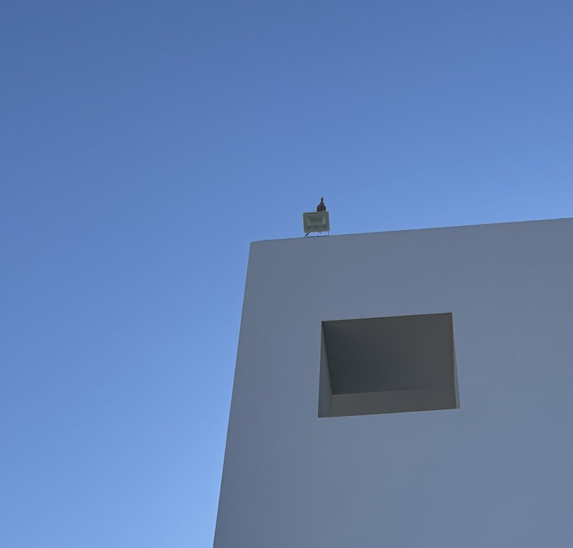 Möwe auf dem Dach #minimalism #minimalismus
#fotomontag