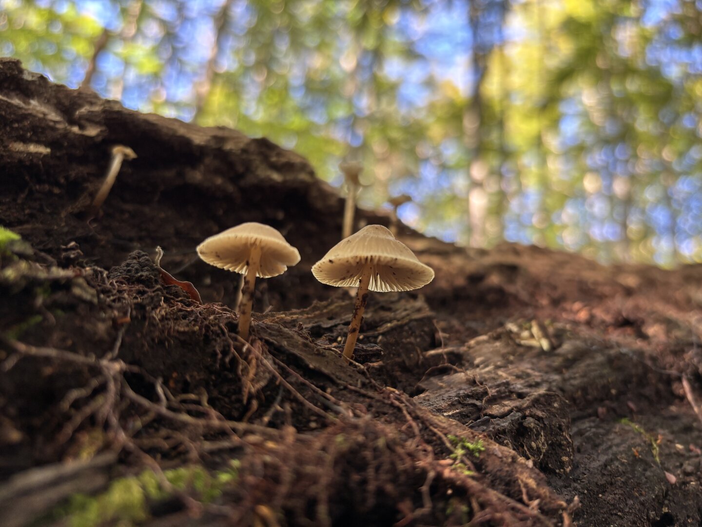 Ein paar IPhone CloseUps vom letzten Waldspaziergang #iphonefotografie #pilzfotografie #closeup #pilze #wald #nature