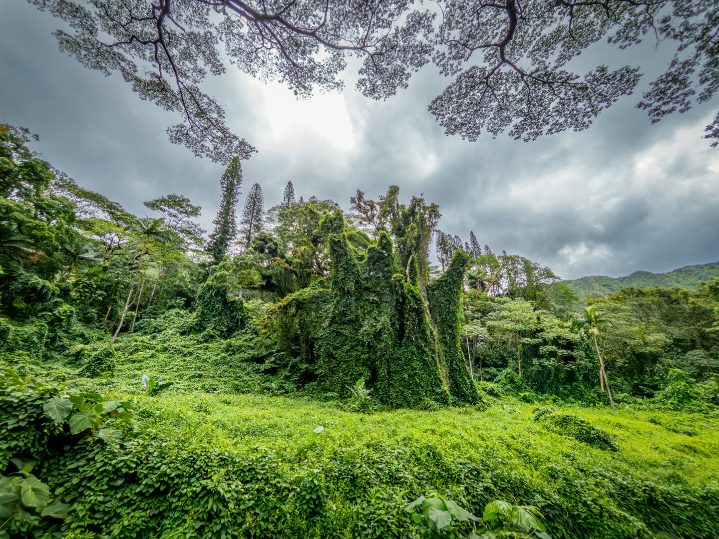 Geisterwald - wenns im Wald spuckt und Bäume zum Leben erwachen.
#naturephotography #hawaii #usa #wood #ghost