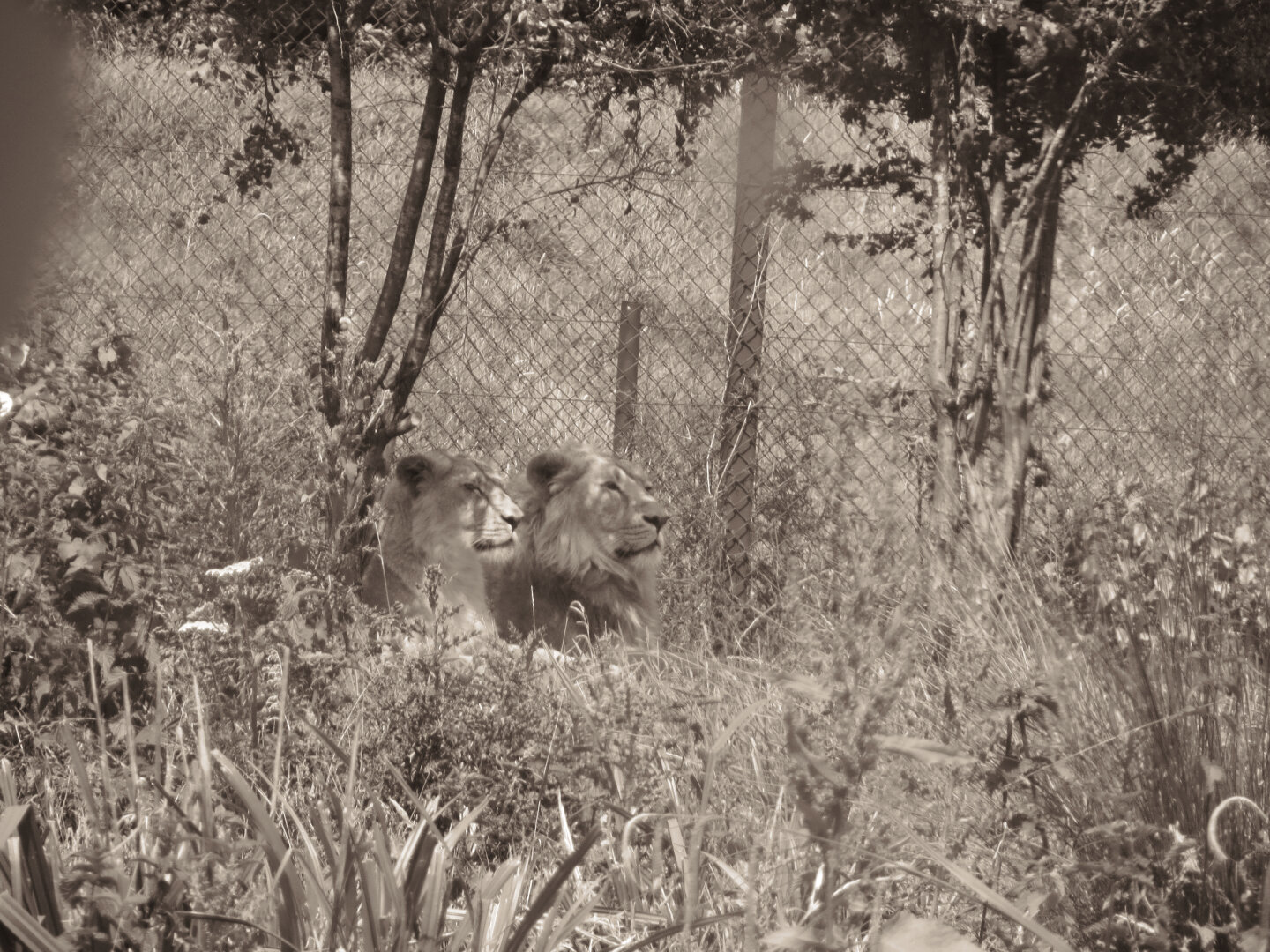 In this monochrome photograph, we see two majestic Asiatic lions captured in a serene moment within a naturalistic enclosure. The lions are resting close to each other, their bodies relaxed and at ease. The lion on the left has a calm expression, its eyes gently closed, while the lion on the right gazes directly ahead with a composed, almost regal demeanor. They are surrounded by tall, wild grasses and dense foliage, creating a sense of being in their natural habitat. In the background, a chain-link fence is visible, indicating that this is a zoo. The overall atmosphere of the image conveys a sense of tranquility and the beauty of these magnificent creatures in a controlled yet natural setting.