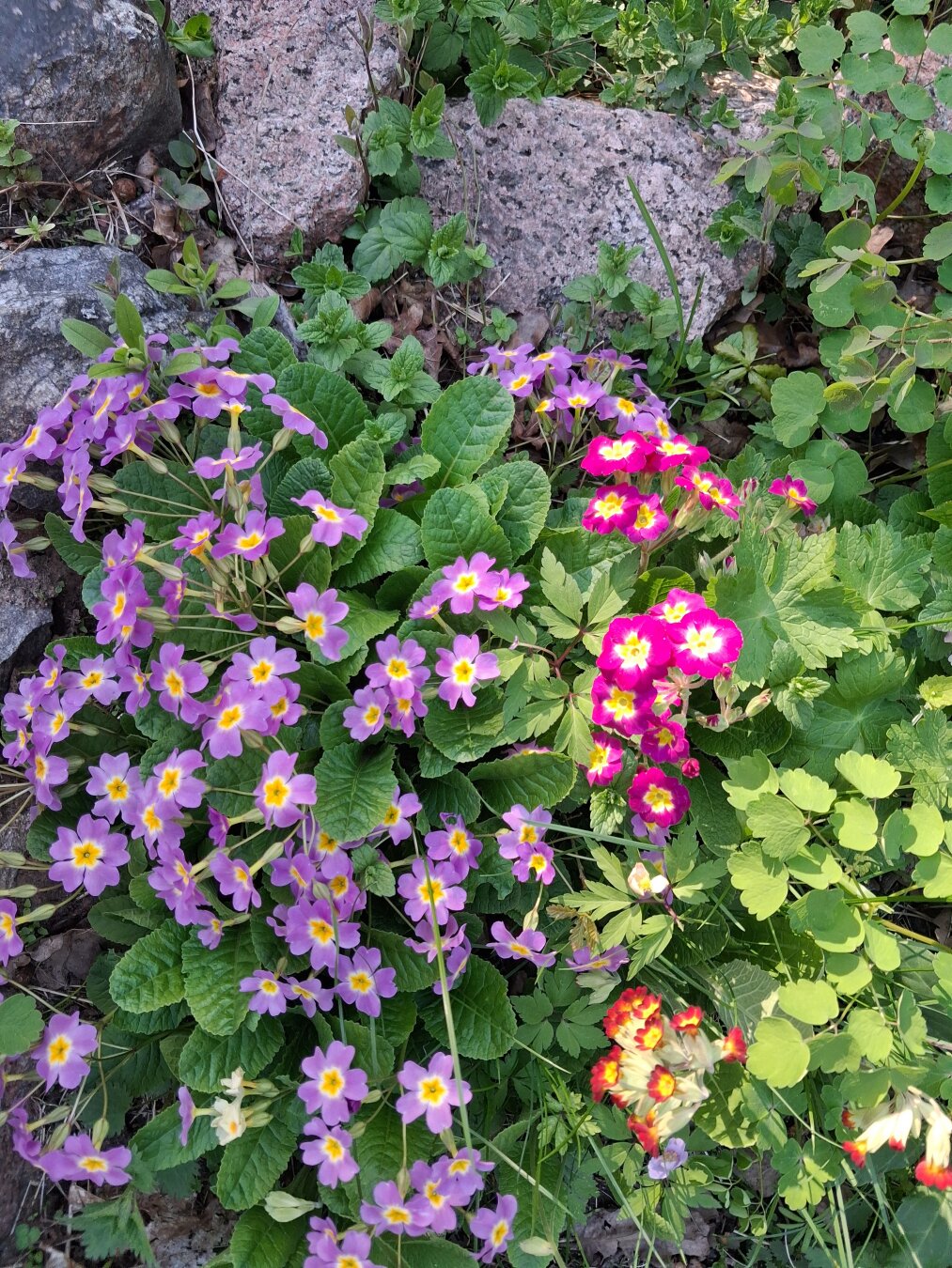 A bed with different primroses. Purple primroses with white and yellow center. Dark pink primroses. Dark orange primroses with yellow center. Primroses are surrounded by green leaves and some rocks.