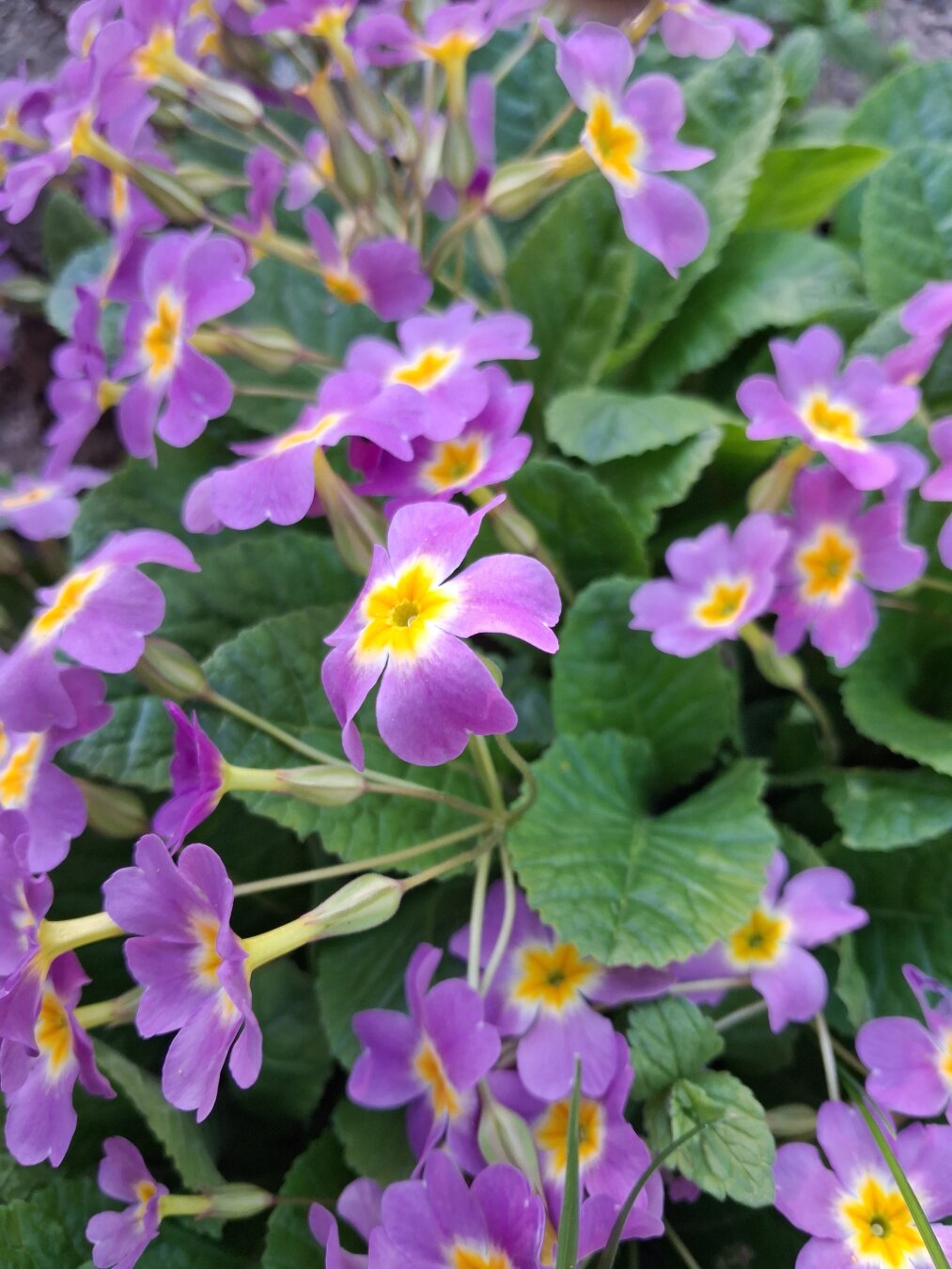 Purple primroses with white and yellow center.