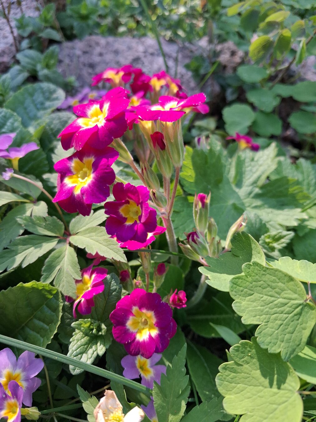 Dark pink primroses.